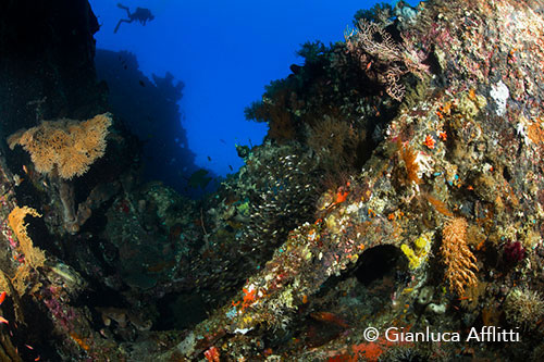 Diving Bali reefs