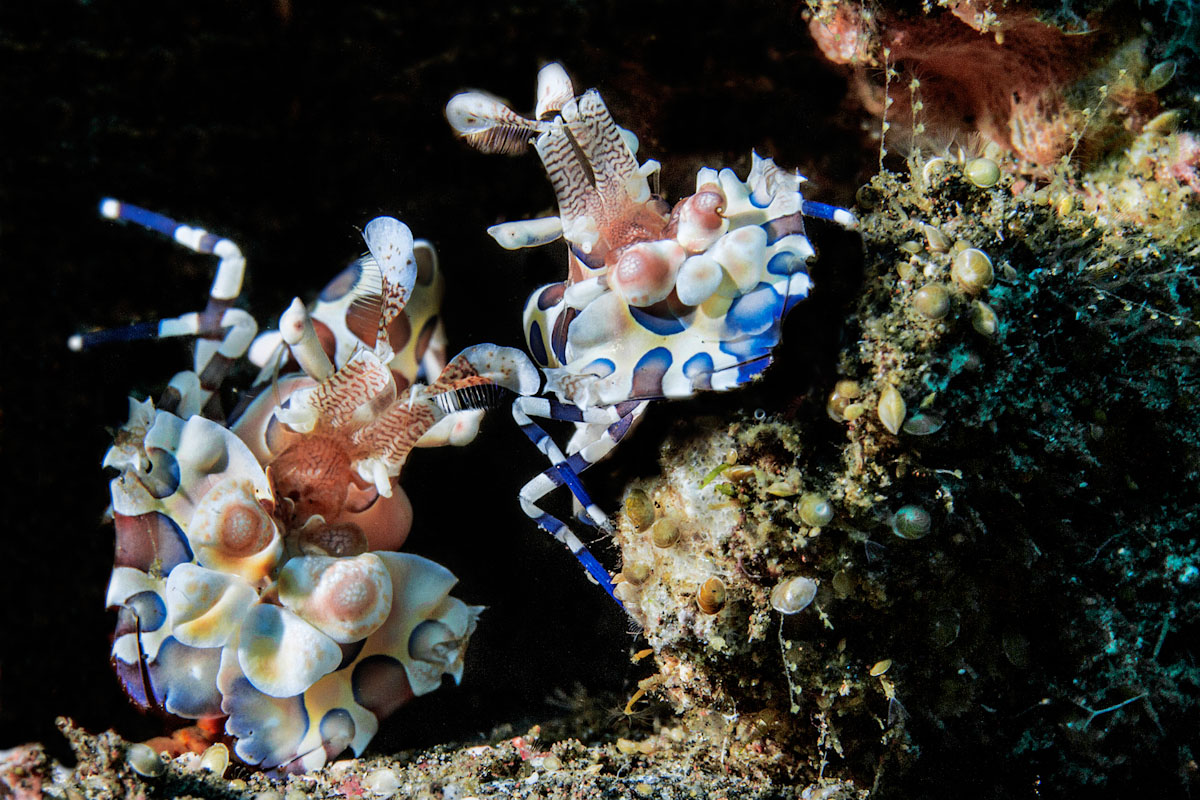 Arlequin shrimp in Bali dive site