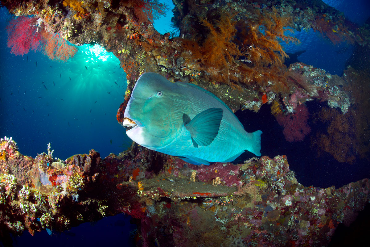 Bumphead parrotfish in Bali dive site