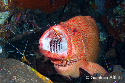 Symbiotic cleaning between Pacific cleaner shrimp and Snapper