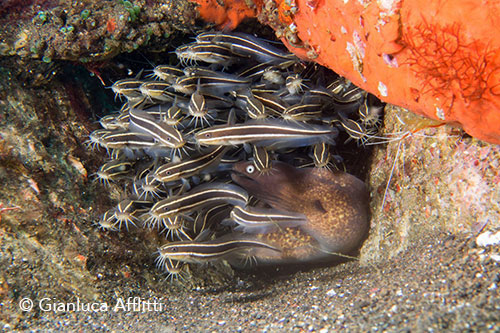 Moray eel and group of juvenil Catfish