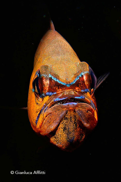 Male fish holds eggs in mouth