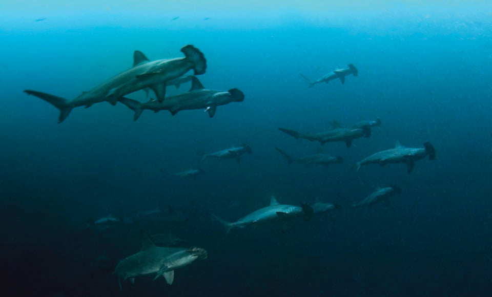 Hammerhead sharks in Banda Sea