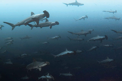 Hammerhead sharks in Banda Sea