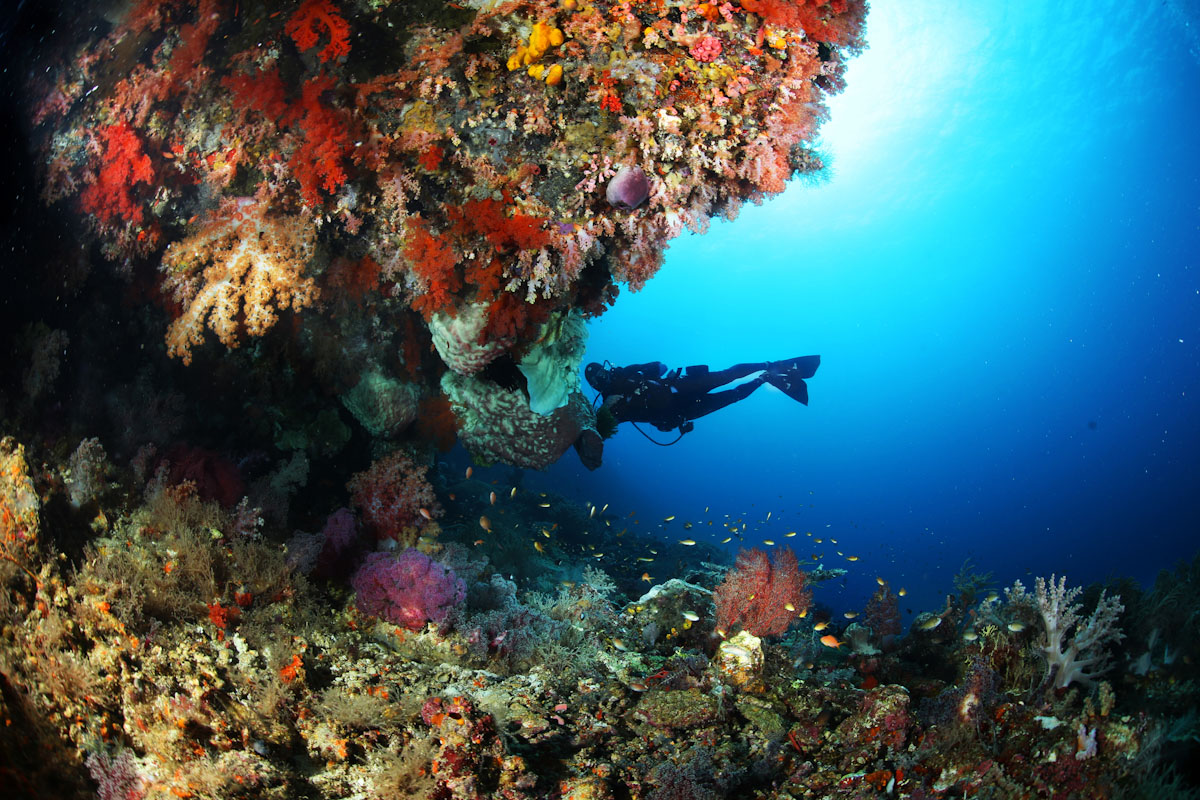 Diver diving a wall full of coral in Forgotten Island