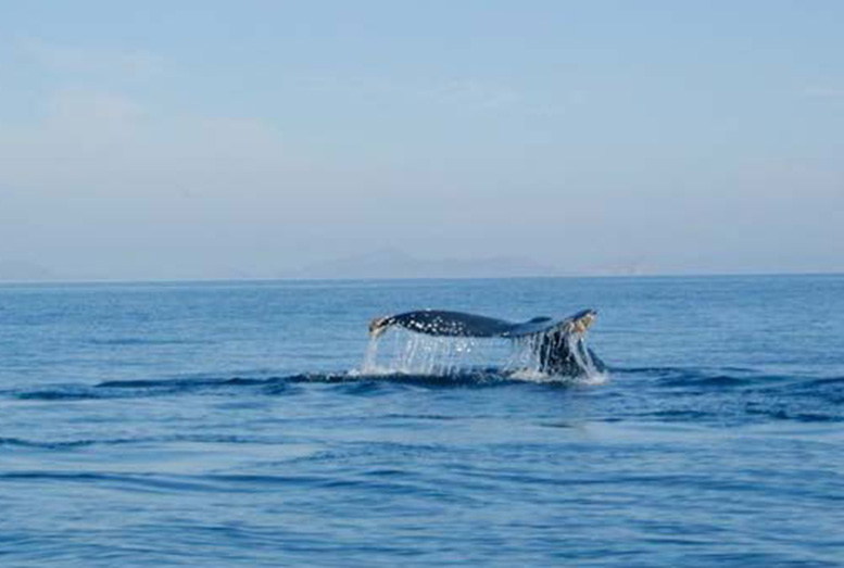 Whale watching in Banda Sea, Indonesia
