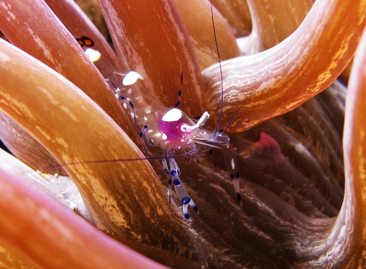 Commensal shrimp on anemone in Cenderawasih Bay