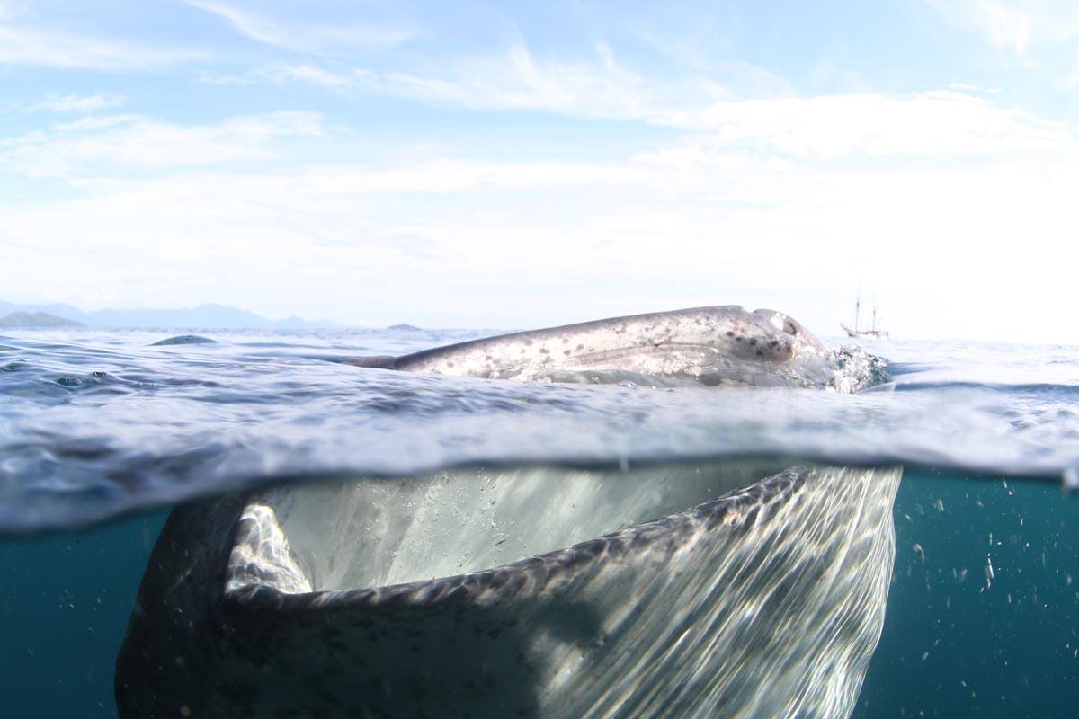 Whale shark and liveaboard in Cenderawasih Bay