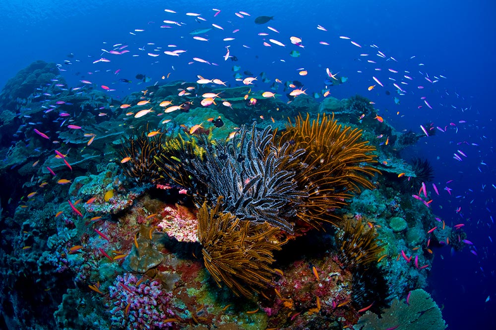 Coral reef at Christmas Islands