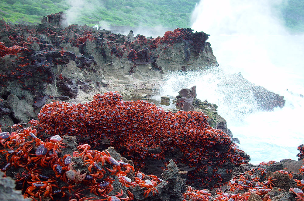 Migración de miles de cangrejos rojos en la Isla de Navidad