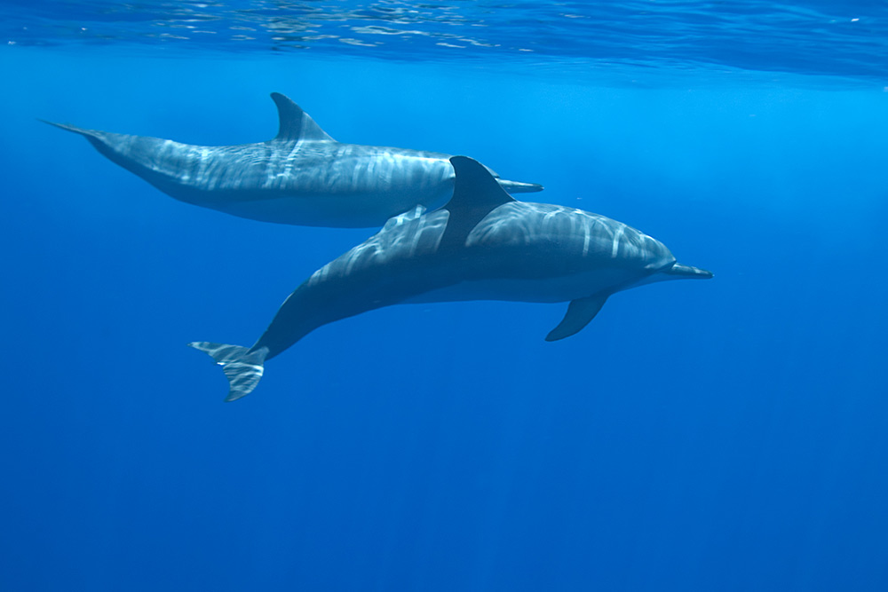 Spinner dolphins in Christmas Islands