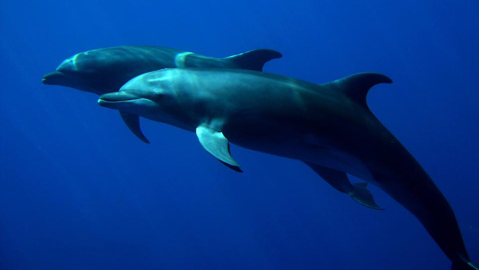 Dolphins in Cocos Island