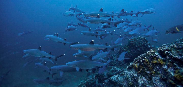 Tiburones de punta blanca de la Isla del Coco