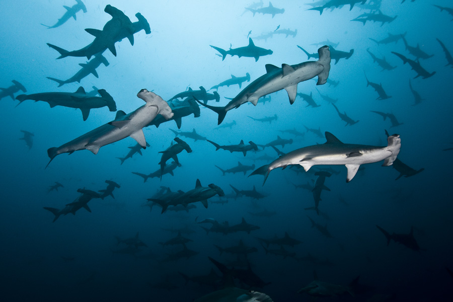 School of hammerhead sharks in Cocos Island