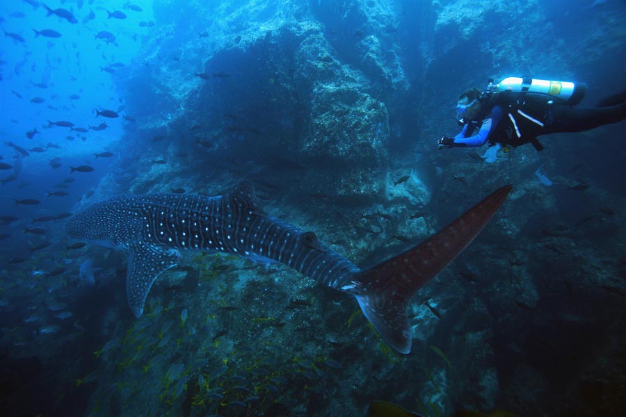 Tiburon ballena y buzo en Isla del Coco
