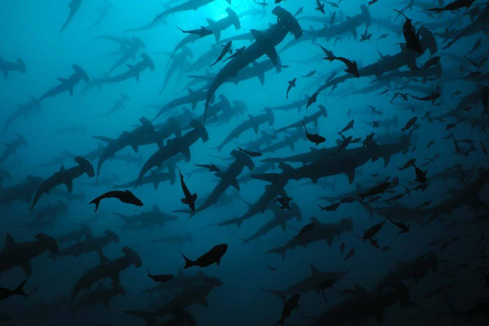 Hammerhead sharks in Cocos Island