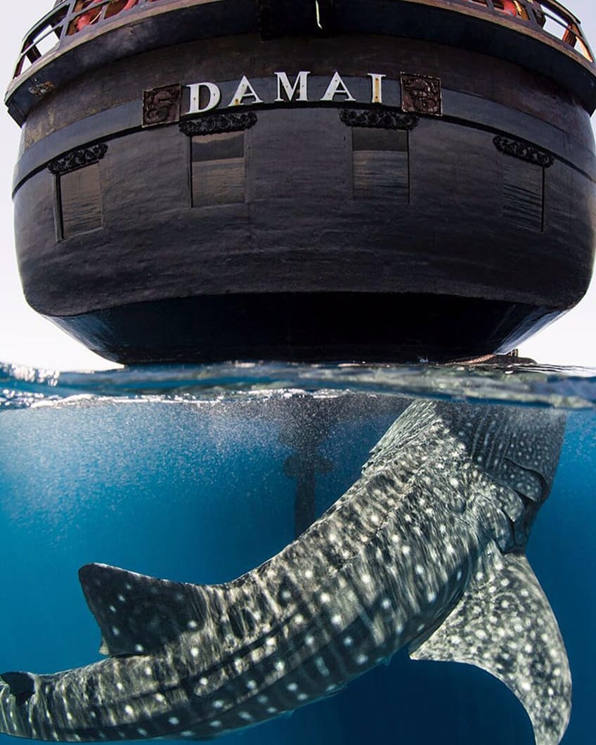 Damai 1 and a whale shark