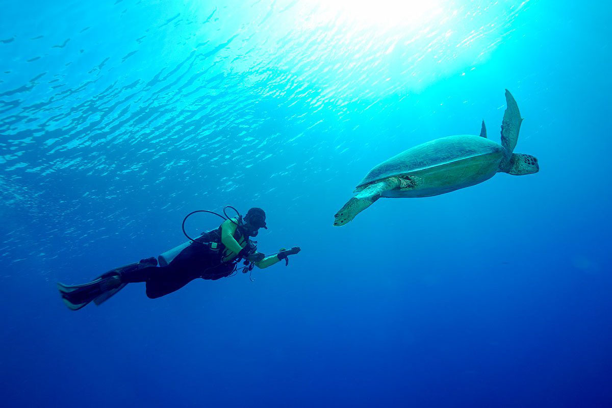 Sea turtle and diver in Derawan