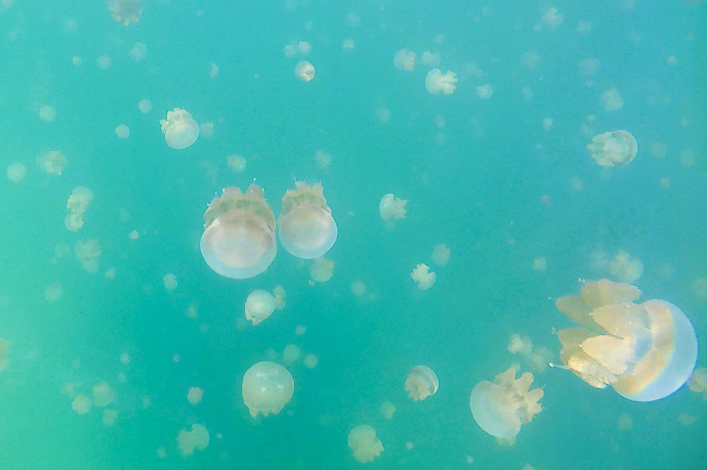 Non-stinging jellyfish of Kakaban lake