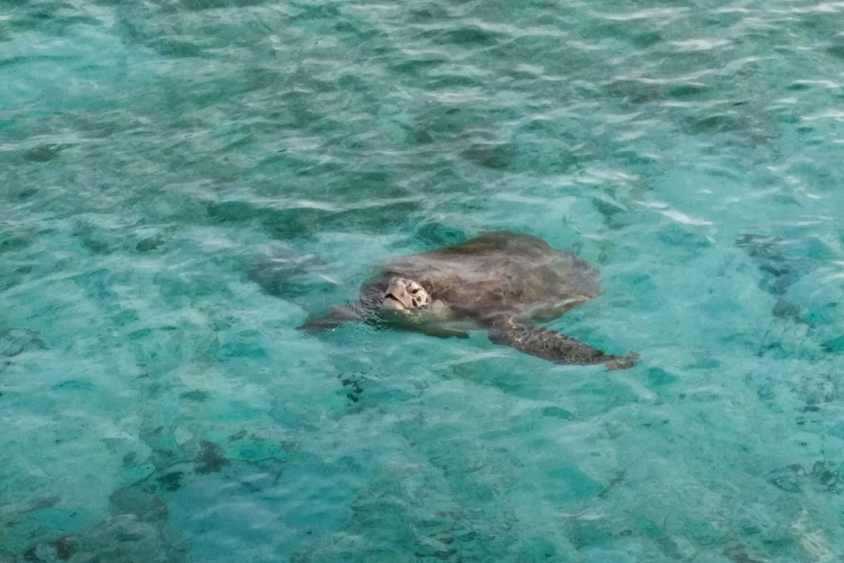 Sea turtle in Derawan