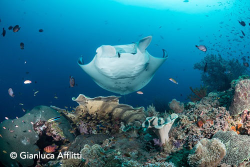 Coral reef and manta in Indonesia