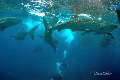 One diver dives with twelve whale sharks in Indonesia