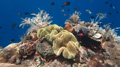 cruises for scuba divers in Alor Indonesia