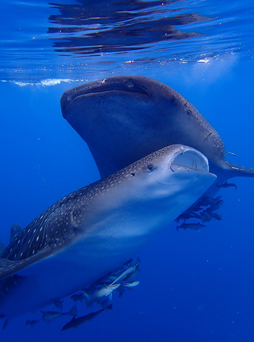 tiburones-ballena-cenderawasih-bay-Indonesia
