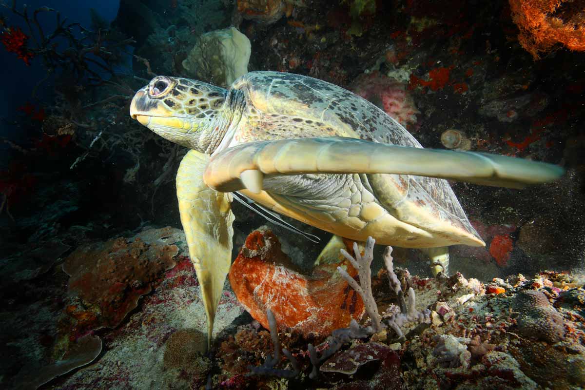 Sea turtle at Forgotten Islands