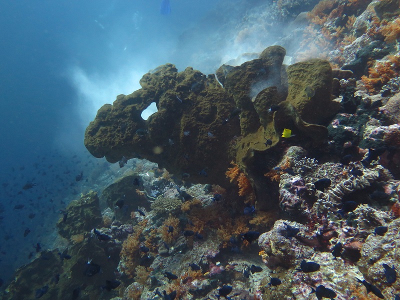 Sponge spawning at Forgotten Islands