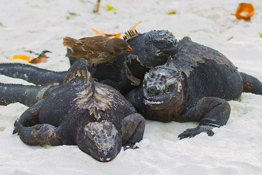 Galapagos marine iguanas and pinche