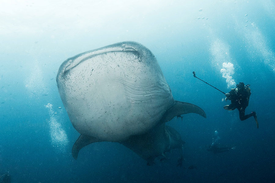 Whale shark season in Galapagos