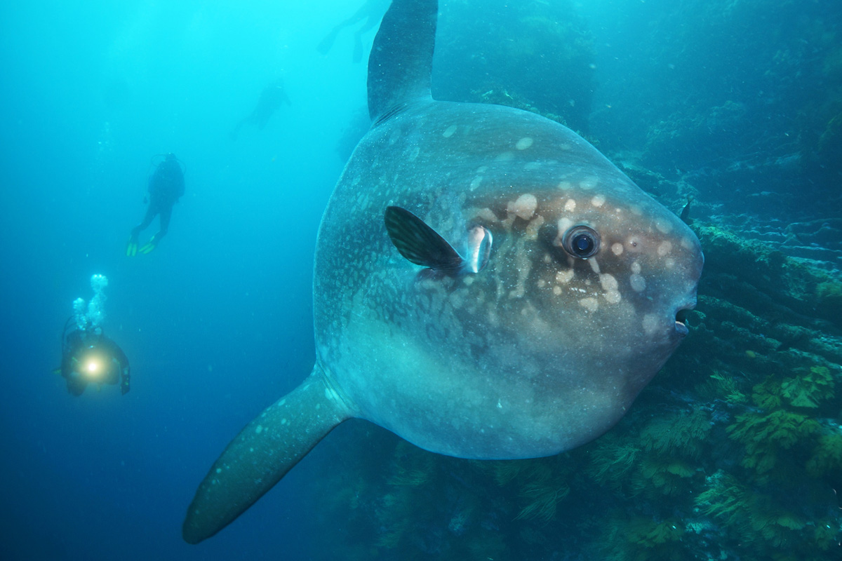 Whale shark season in Galapagos