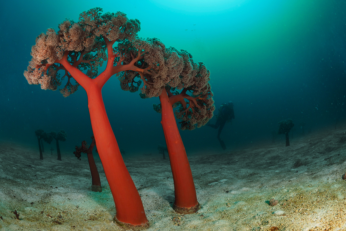 man_size_forest_of_soft_coral_diving_alor
