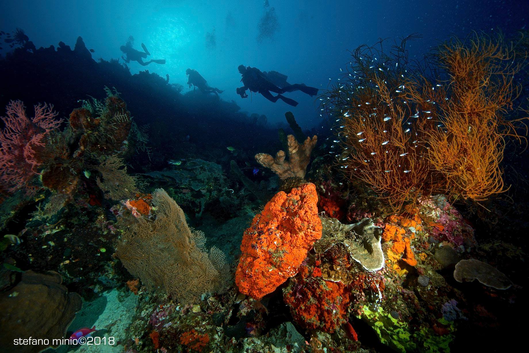 Scuba diving in Halmahera