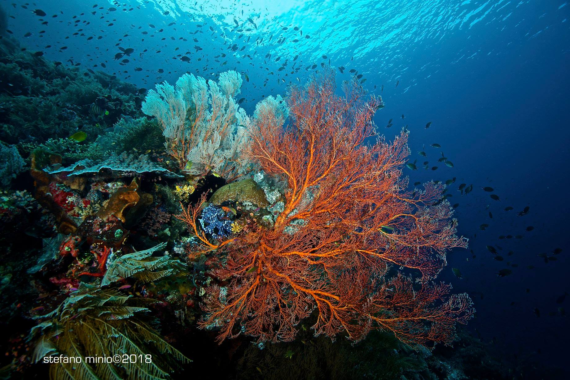 Coral reef of Halmahera