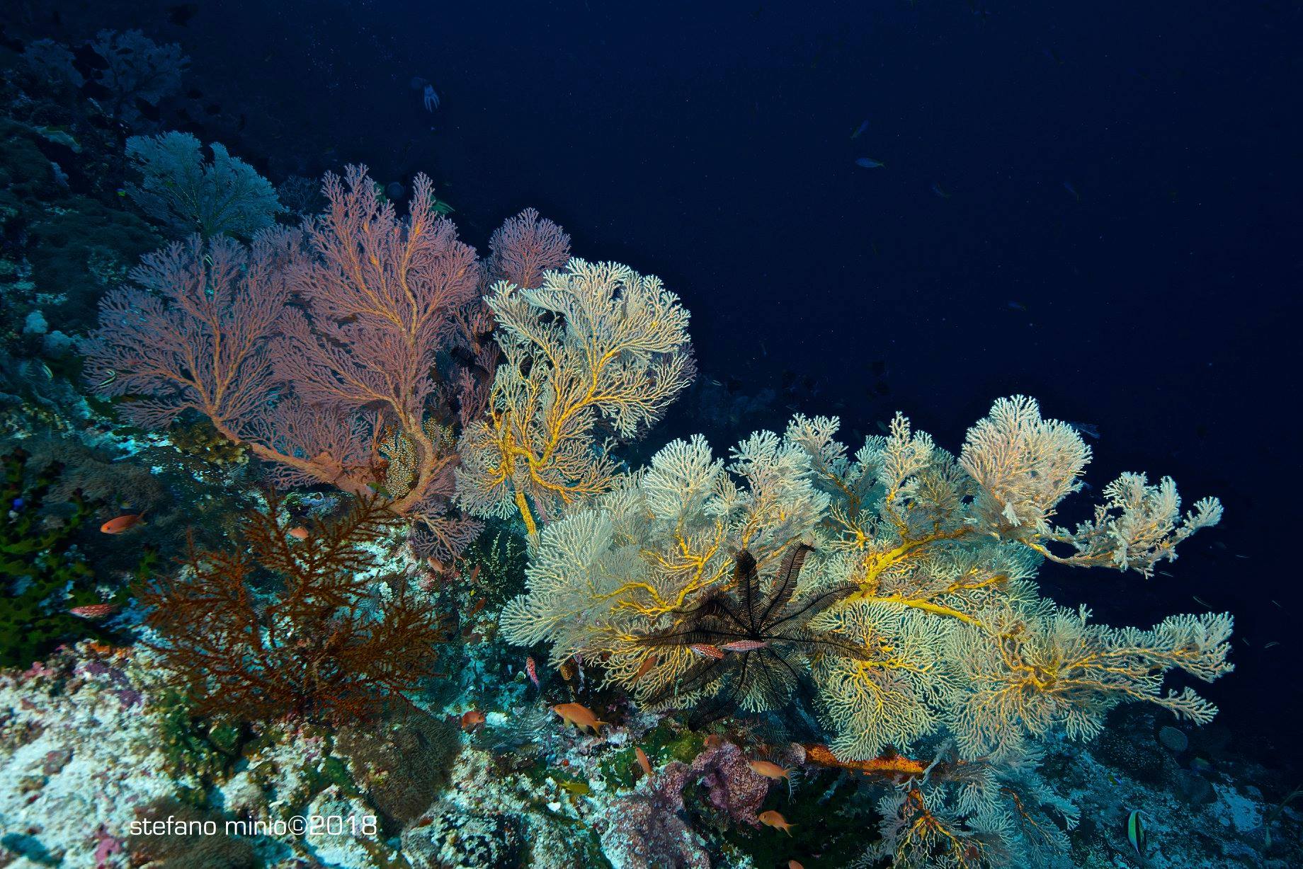 Divers diving Halmahera