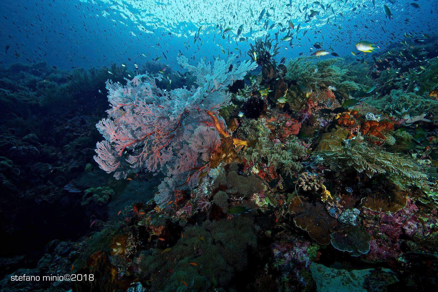 Diving Halmahera coral reefs