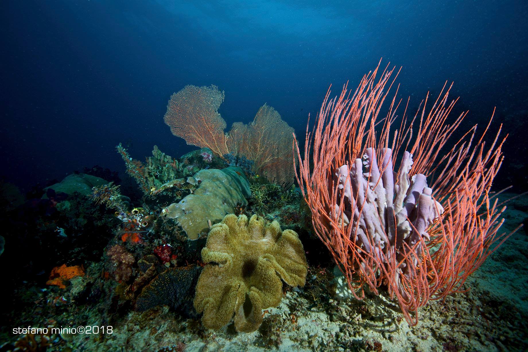 Species of coral in Halmahera