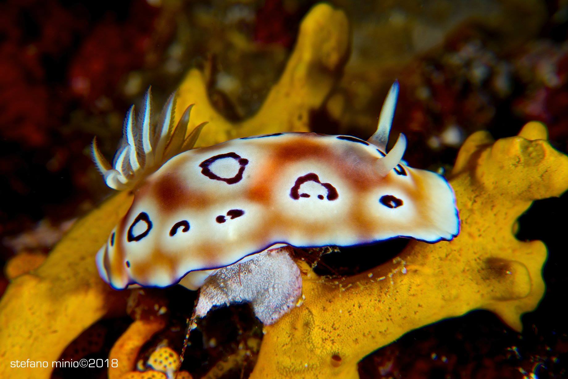 Halmahera sea slug