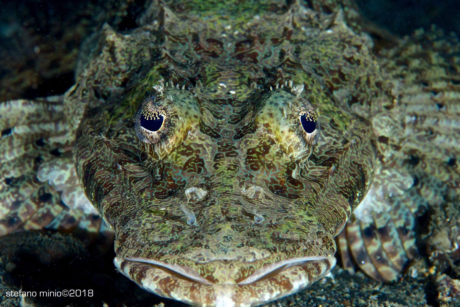 Crocodile fish in Halmahera