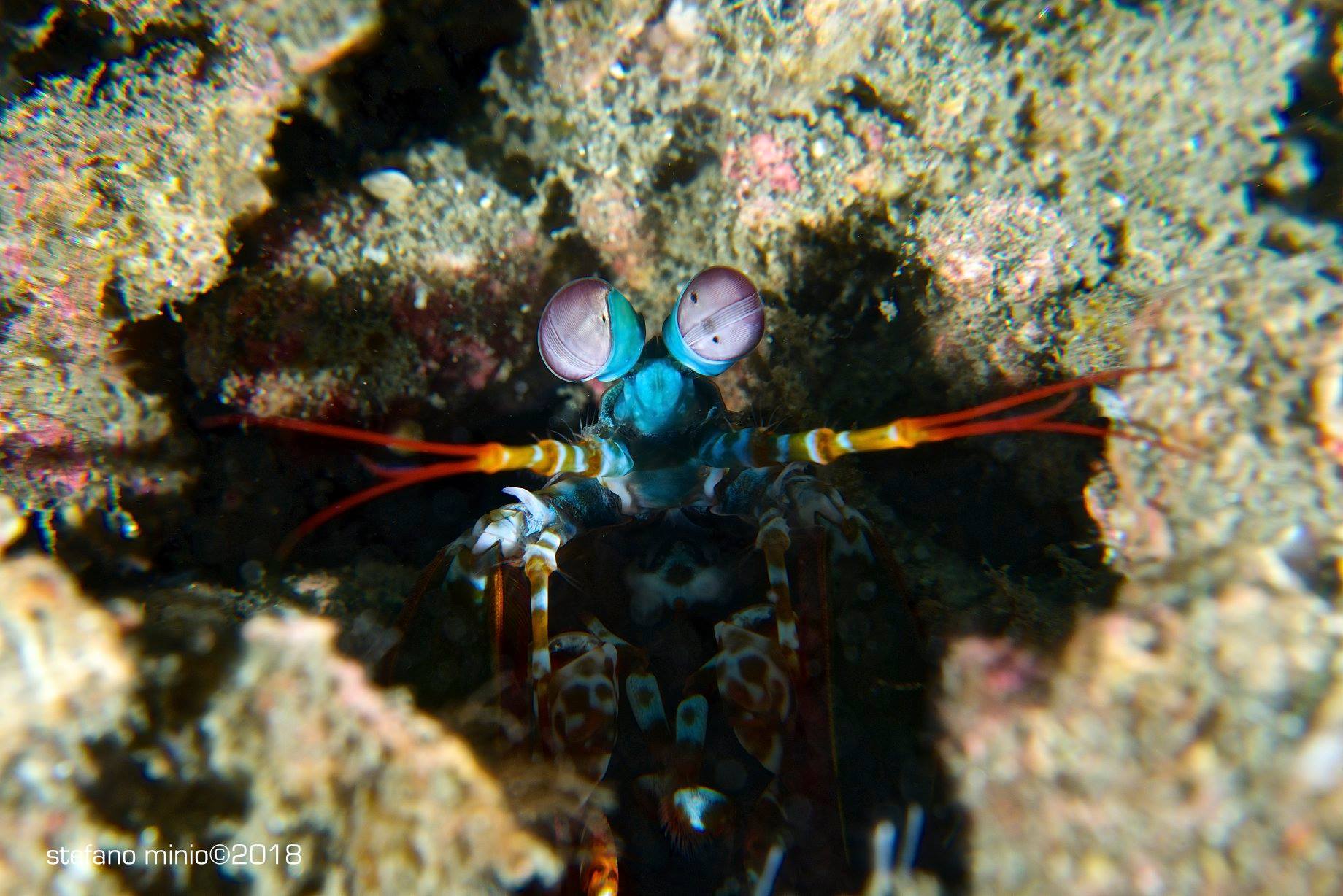 Mantis shrimp at Halmahera