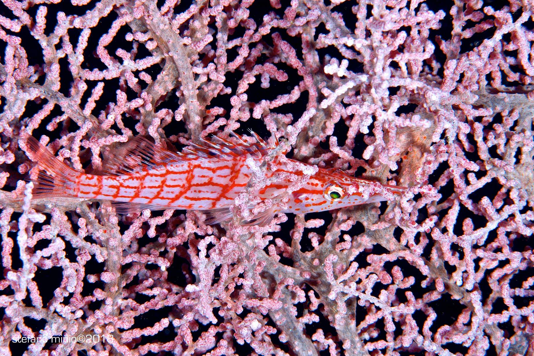 Longnose Hawfish at Halmahera