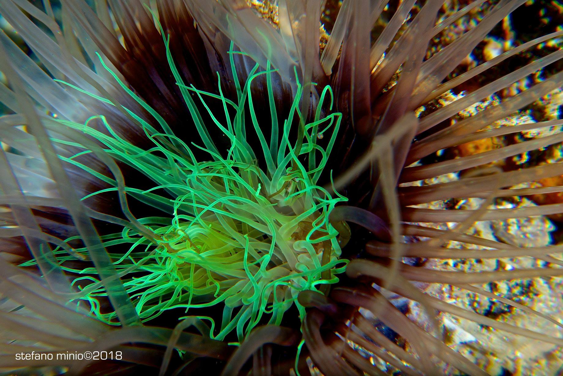 Halmahera's polyp anemone