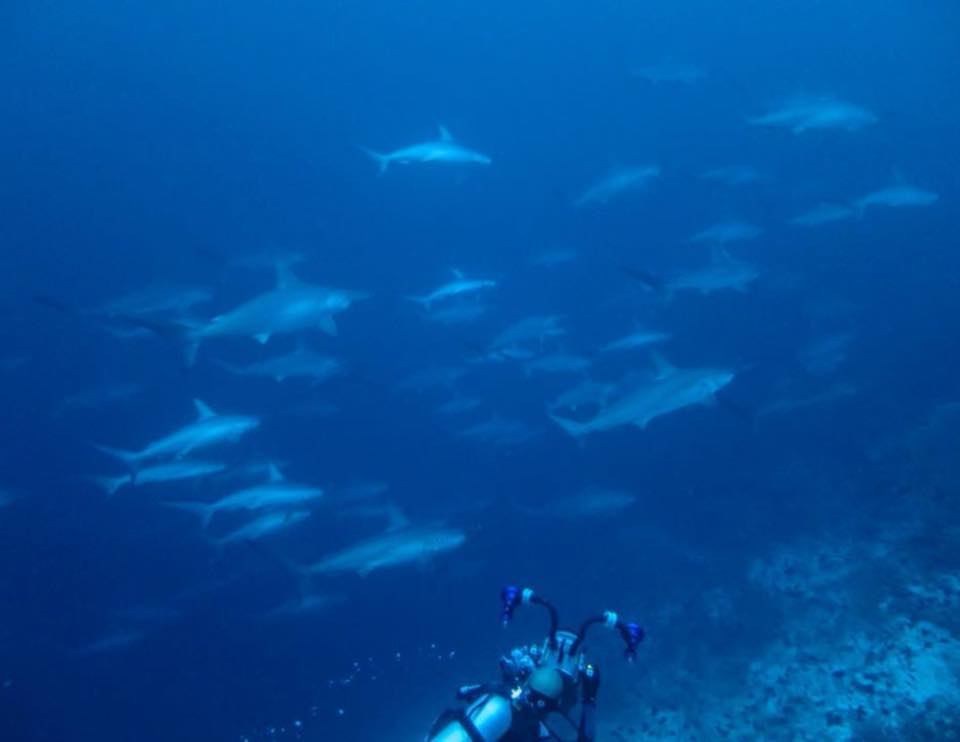 Ilike Liveaboard diving in Banda Sea