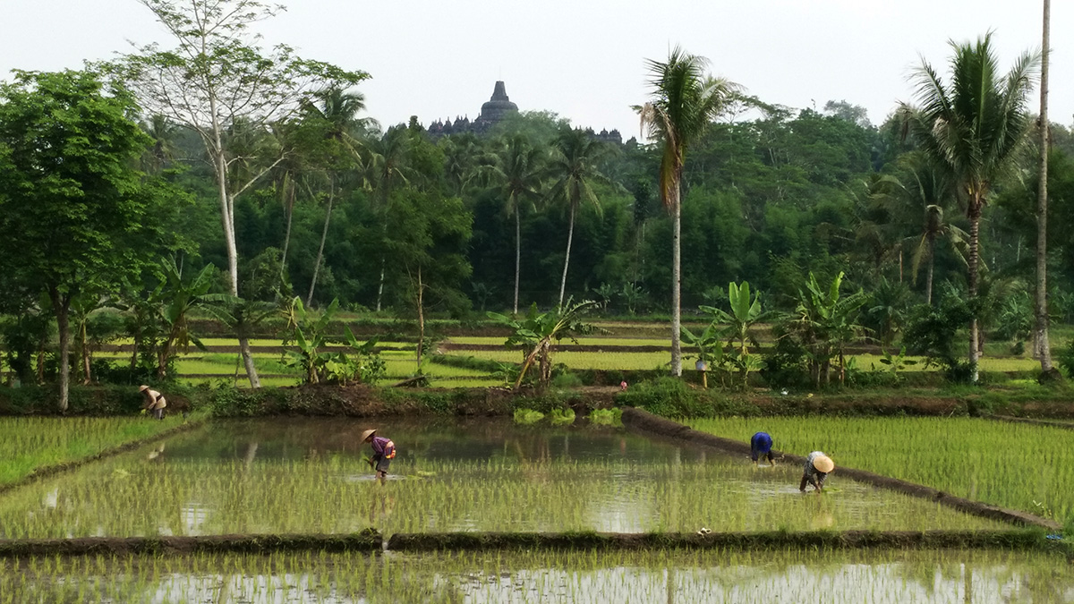 Ricefields around Borobudur temple in Java