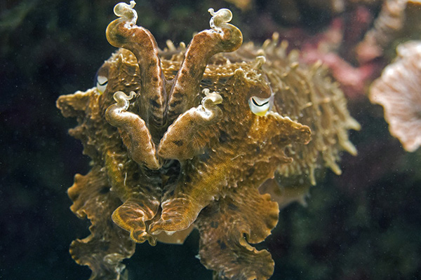cuttlefish at Kalimaya Dive Resort