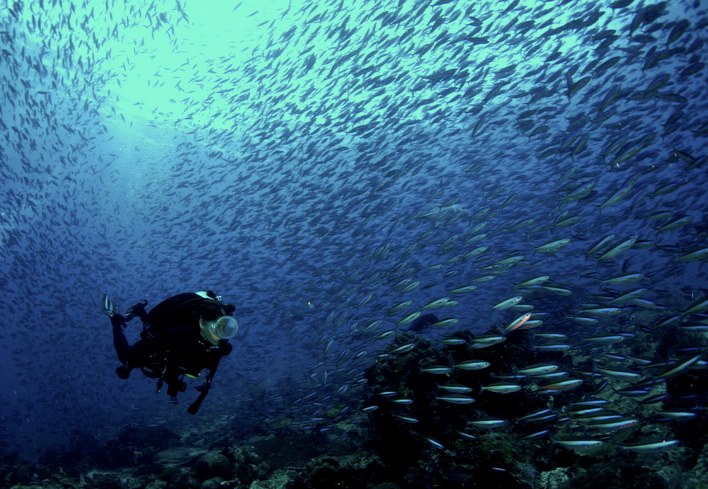 Diver with a large school of fish in Komodo National Park