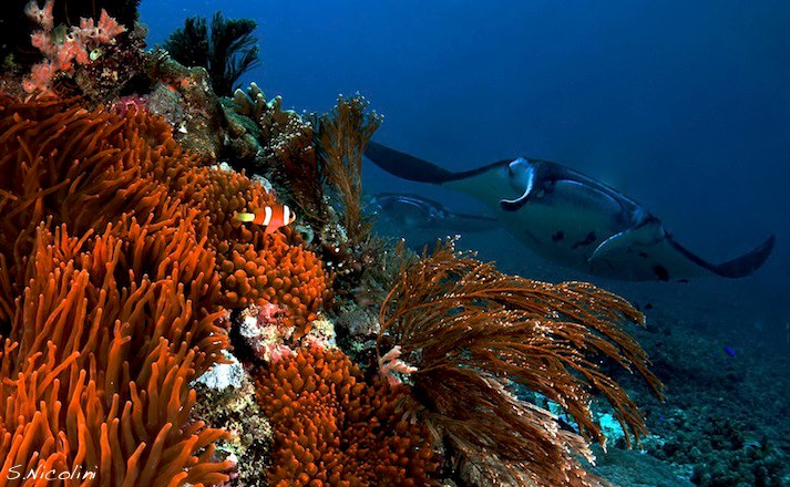Manta reef