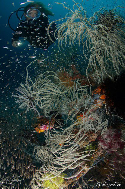 Diver at Komodo coral reef